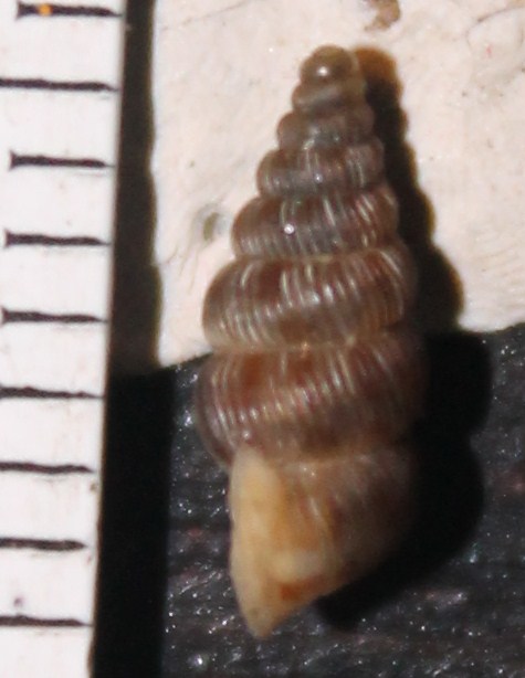 Cochlostoma da identificare